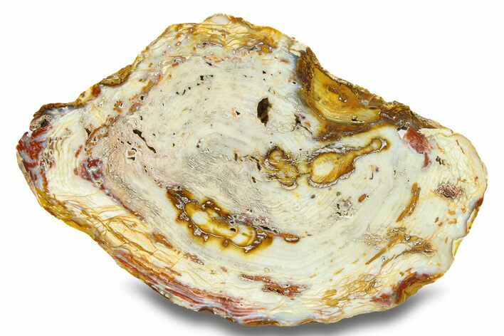 Polished White Pine Petrified Wood Round - Park City, Utah #285141